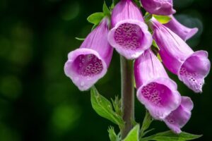 Découverte de la nature et du vivant